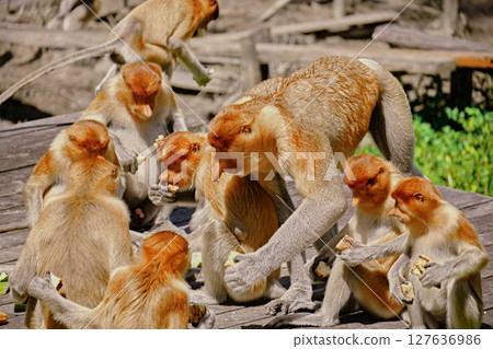Proboscis Monkey in Borneo rainforest Sandakan Malaysia. Long-nosed monkey. It is endemic to Borneo. Proboscis Monkey in Borneo rainforest Sandakan Malaysia. Long-nosed monkey. It is endemic to Borneo. 127636986