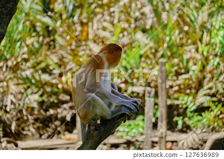 Proboscis Monkey in Borneo rainforest Sandakan Malaysia. Long-nosed monkey. It is endemic to Borneo. Proboscis Monkey in Borneo rainforest Sandakan Malaysia. Long-nosed monkey. It is endemic to Borneo. 127636989