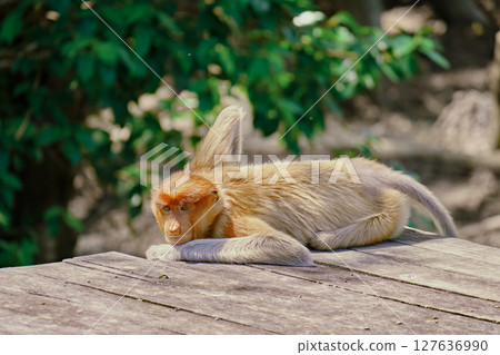 Proboscis Monkey in Borneo rainforest Sandakan Malaysia. Long-nosed monkey. It is endemic to Borneo. Proboscis Monkey in Borneo rainforest Sandakan Malaysia. Long-nosed monkey. It is endemic to Borneo. 127636990