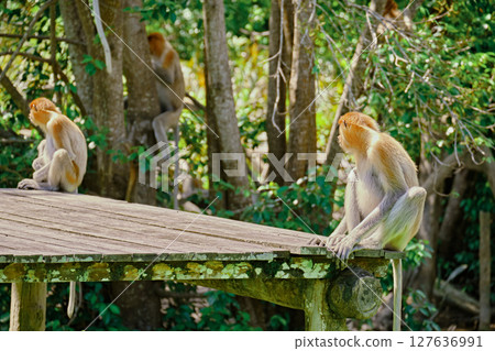 Proboscis Monkey in Borneo rainforest Sandakan Malaysia. Long-nosed monkey. It is endemic to Borneo. Proboscis Monkey in Borneo rainforest Sandakan Malaysia. Long-nosed monkey. It is endemic to Borneo. 127636991