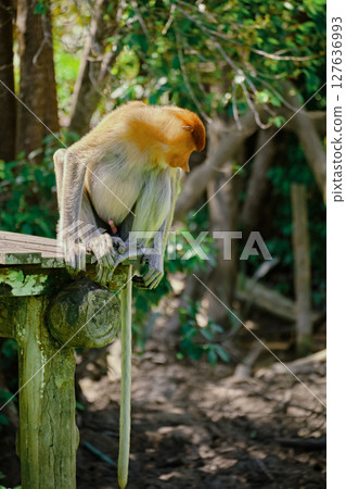 Proboscis Monkey in Borneo rainforest Sandakan Malaysia. Long-nosed monkey. It is endemic to Borneo. Proboscis Monkey in Borneo rainforest Sandakan Malaysia. Long-nosed monkey. It is endemic to Borneo. 127636993