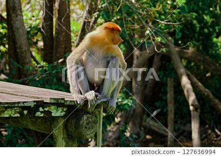 Proboscis Monkey in Borneo rainforest Sandakan Malaysia. Long-nosed monkey. It is endemic to Borneo. Proboscis Monkey in Borneo rainforest Sandakan Malaysia. Long-nosed monkey. It is endemic to Borneo. 127636994