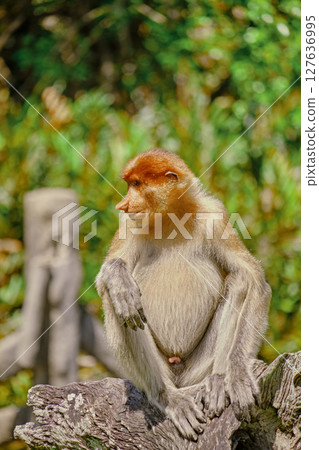 Proboscis Monkey in Borneo rainforest Sandakan Malaysia. Long-nosed monkey. It is endemic to Borneo. 127636995