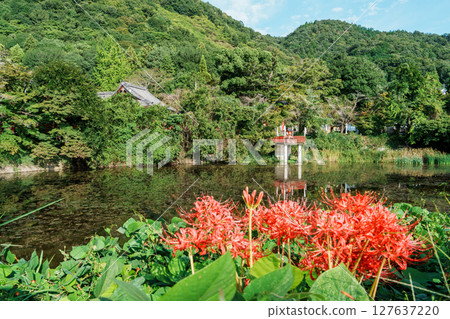 Izumo Taisha Shrine, red spider lilies blooming at the foot of Mt. Mikage Izumo Taisha Shrine, red spider lilies blooming at the foot of Mt. Mikage 127637220