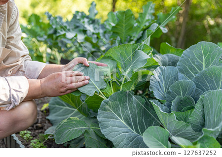 Farmer examining collard 127637252