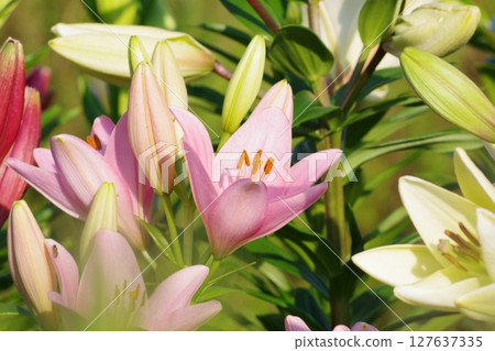 Beautiful lily flower 127637335