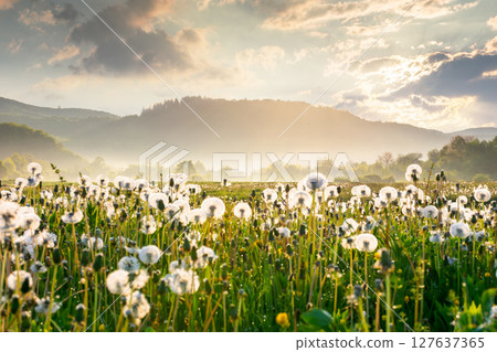 mountainous rural landscape with dandelion meadow in spring. backlit foggy scenery in the green valley of perechyn district. sunny morning with sun behind the cloud mountainous rural landscape with dandelion meadow in spring. backlit foggy scenery in the green valley of perechyn district. sunny morning with sun behind the cloud 127637365