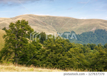 hills of Svydovets ridge behind the beech forest. outdoor adventure. beautiful scenery of Carpathian mountains, Ukraine hills of Svydovets ridge behind the beech forest. outdoor adventure. beautiful scenery of Carpathian mountains, Ukraine 127637370