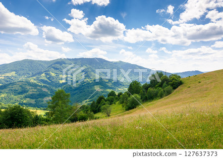 countryside landscape in carpathian mountains of ukraine. stunning scenery with herbs on the field in summer. rolling hills in dappled light. clouds on the blue sky. trees on the hillside 127637373