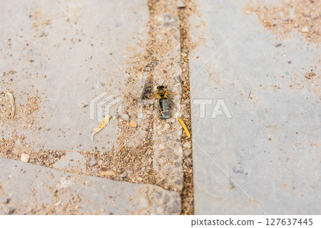 Close-up of a bee resting on textured stone surface. Environmental fragility, insect life, and ecological awareness. 127637445
