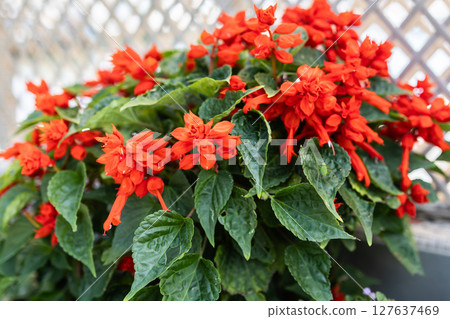 Red Salvia Splendens, flower pot plants in outdoor pot Red Salvia Splendens, flower pot plants in outdoor pot 127637469
