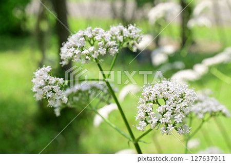 纈草(金銀花科)多年生 纈草(金銀花科)多年生 127637911