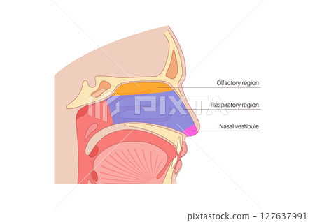 Nasal cavity poster Nasal cavity poster 127637991