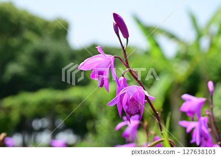 豹紋植物（蘭科） 127638103