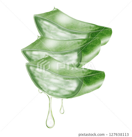 Aloe Vera with pulp, set of leaves on cut. Herbal medicine plants watercolor illustration on isolated white background. Clip art botany. Ideal for cosmetics packaging and beauty blogs design 127638113