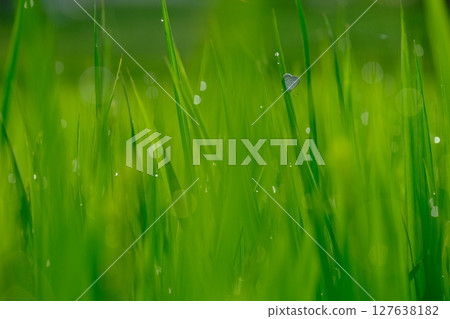 Summer image of a lycaenid butterfly and dew on rice Summer image of a lycaenid butterfly and dew on rice 127638182