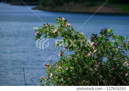 Bor Lake (Borsko jezero), an artificial lake in Eastern Serbia near the city of Bor 127638291