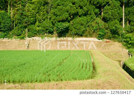 Paddy field Paddy field 127638417