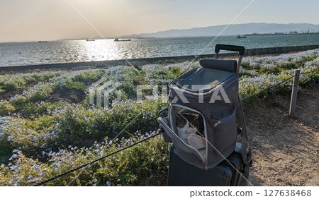 大阪舞洲日落 睡蓮與貓咪③ 大阪舞洲日落 睡蓮與貓咪③ 127638468