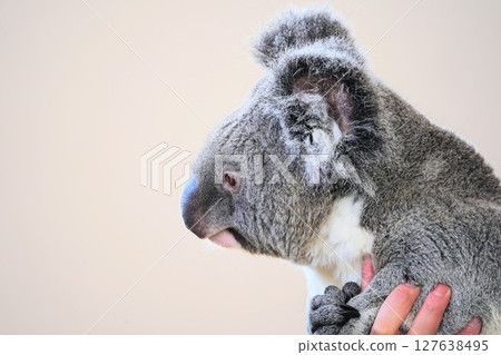 Adorable koala 127638495
