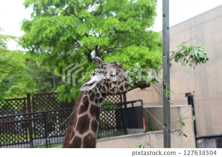 旭山動物園麒麟 127638504