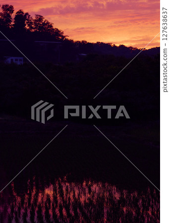 深紅色的夕陽映照在稻田裡 127638637