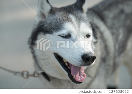 Panting Husky on Leash Outdoors Panting Husky on Leash Outdoors 127638652