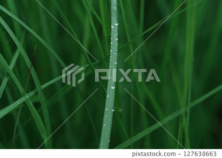 雨中草葉上的水滴 127638663