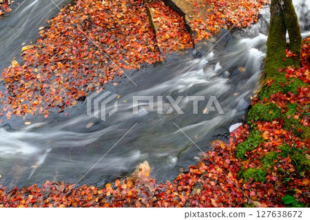 Falling autumn leaves at Ruri Valley Falling autumn leaves at Ruri Valley 127638672