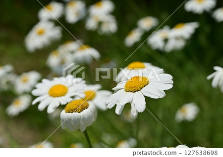 White daisy (Asteraceae) perennial plant White daisy (Asteraceae) perennial plant 127638698