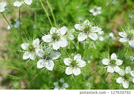 Nigella sativa (Ranunculaceae) Annual plant 127638792