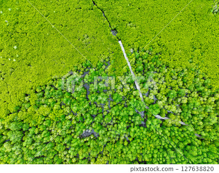 Aerial view green mangrove forest. Natural carbon sinks. Mangroves trees capture CO2. Blue carbon ecosystems. Mangroves absorb carbon dioxide emissions and mitigating global warming. Green ecosystem. 127638820