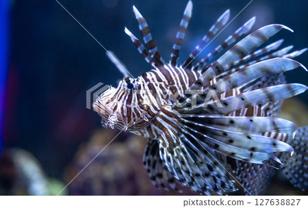Venomous lionfish displaying vibrant striped pattern while swimming near coral reef formations. Tropical marine environment for nature publications. Exotic predatory lionfish. Marine conservation. 127638827