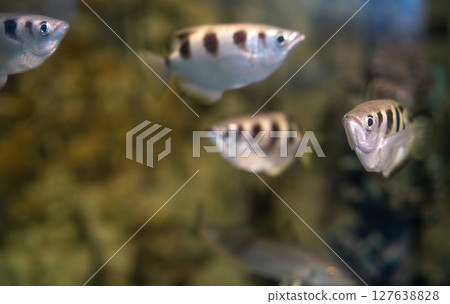 Elegant striped freshwater fish swimming gracefully through crystal clear aquarium water against artistic background blur, showcasing natural behaviors in carefully maintained home habitat setting 127638828