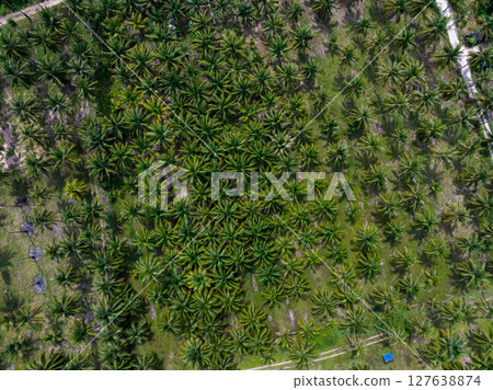 Aerial view of coconut palm tree plantation in tropical farm field during summer. Sustainable agriculture and organic beauty product raw material concept. Coconut grove rows in agricultural farm. 127638874