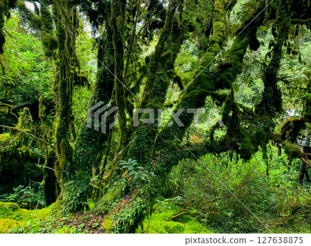 Green forest. Ancient tree covered in moss. Natural carbon sink and sustainable environment. Carbon absorption and environmental sustainability. Climate change awareness. Environmental conservation. Green forest. Ancient tree covered in moss. Natural carbon sink and sustainable environment. Carbon absorption and environmental sustainability. Climate change awareness. Environmental conservation. 127638875