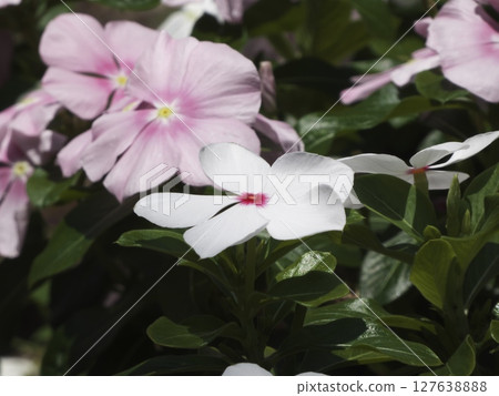 White Madagascar Periwinkle Flower 127638888