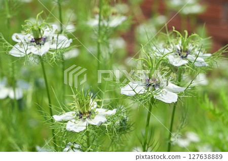 Nigella sativa (Ranunculaceae) Annual plant 127638889