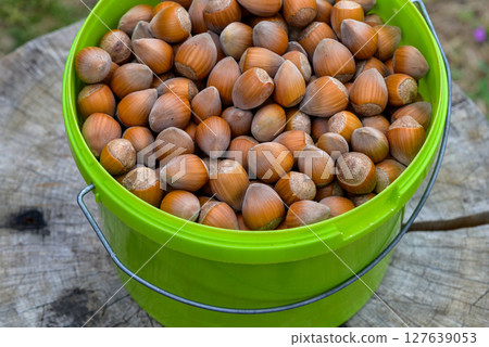 Macro closeup view of pile of raw shelled Hazelnuts in a bucket, healthy food Macro closeup view of pile of raw shelled Hazelnuts in a bucket, healthy food 127639053