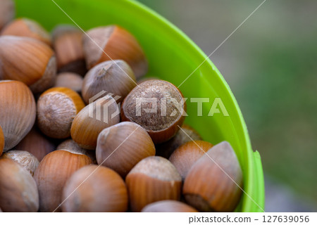 Macro closeup view of pile of raw shelled Hazelnuts, healthy food Macro closeup view of pile of raw shelled Hazelnuts, healthy food 127639056