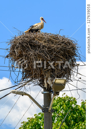 Large White stork (Ciconia ciconia) nesting with stork chicks on top of the electric pole 127639058