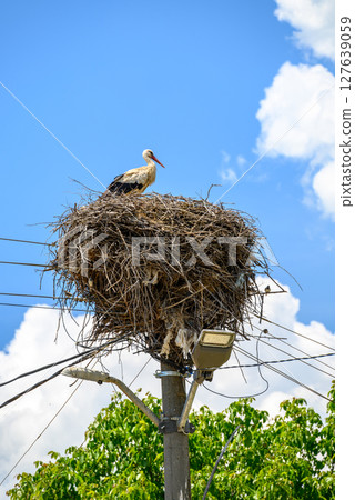 Large White stork (Ciconia ciconia) nesting with stork chicks on top of the electric pole 127639059