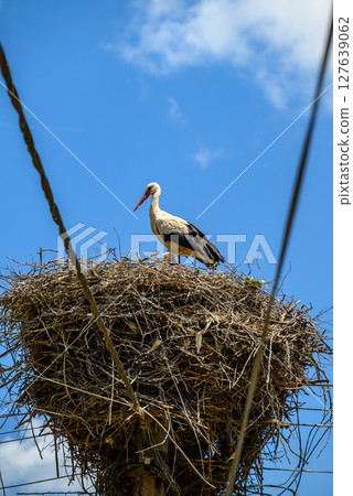 Large White stork (Ciconia ciconia) nesting with stork chicks on top of the electric pole Large White stork (Ciconia ciconia) nesting with stork chicks on top of the electric pole 127639062
