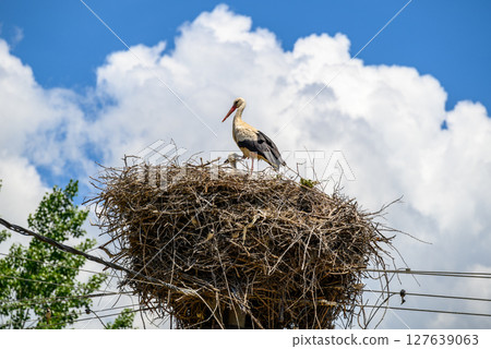 Large White stork (Ciconia ciconia) nesting with stork chicks on top of the electric pole Large White stork (Ciconia ciconia) nesting with stork chicks on top of the electric pole 127639063