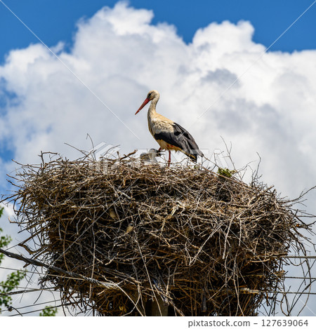 Large White stork (Ciconia ciconia) nesting with stork chicks on top of the electric pole Large White stork (Ciconia ciconia) nesting with stork chicks on top of the electric pole 127639064