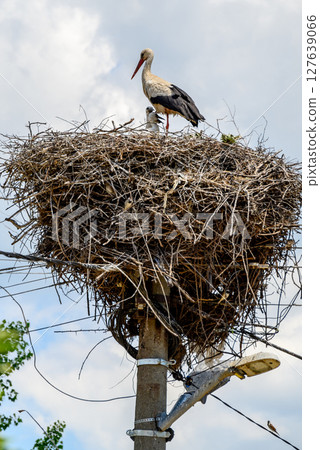 Large White stork (Ciconia ciconia) nesting with stork chicks on top of the electric pole 127639066