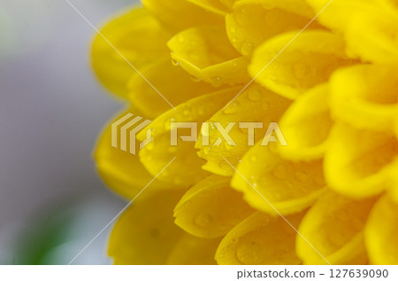 Golden yellow chrysanthemum close up with stunning petal texture Golden yellow chrysanthemum close up with stunning petal texture 127639090