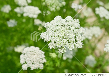 Okazeri 多年生草本植物（繖形科） 127639965