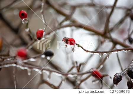 Icicles on icy tree branches. temperature swing season and winter weather in autumn Icicles on icy tree branches. temperature swing season and winter weather in autumn 127639973
