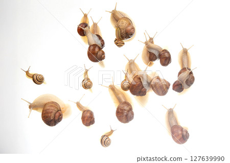 snails crawl in a group on a white background. Animal world in nature. 127639990